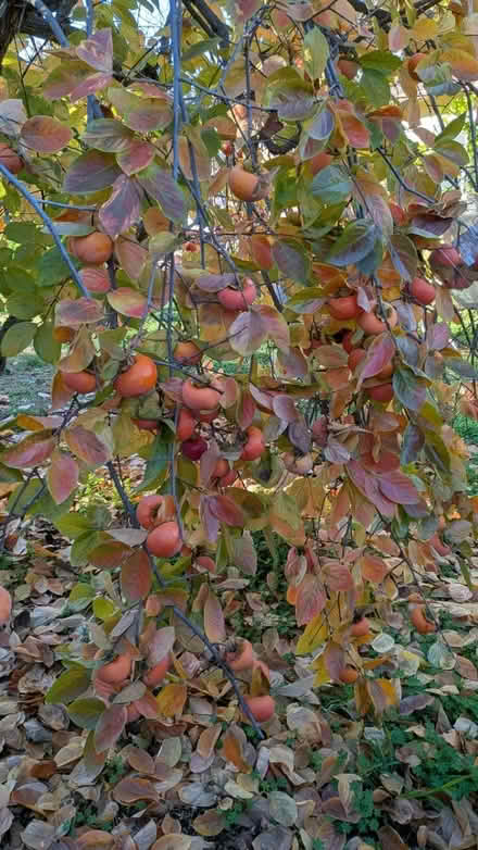 Photo of free Persimmons - Fuyu (Cuesta Park neighborhood) #1