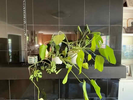 Photo of free Indoor Plants/ planters (Los Altos, CA) #1
