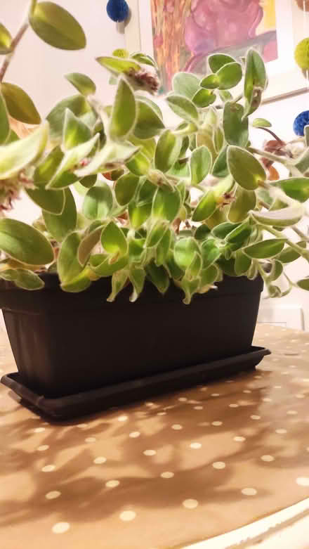 Photo of free House plant (Chislehurst BR7) #1