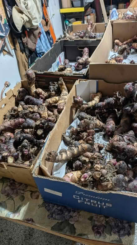 Photo of free Canna Lily bulbs (Near Downtown Downers Grove) #1