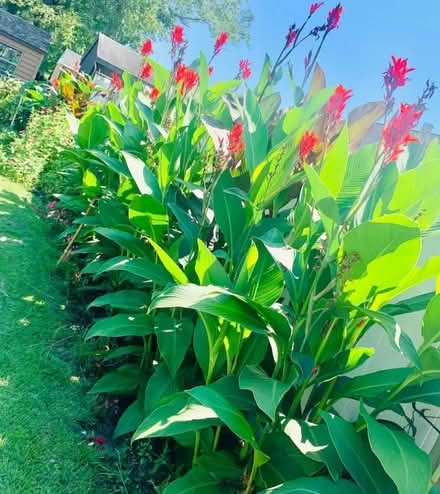 Photo of free Canna Lily bulbs (Near Downtown Downers Grove) #2