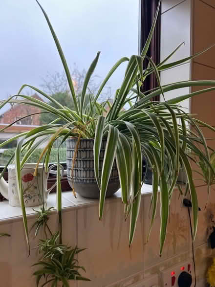 Photo of free Spider plant (Gedling NG4) #1