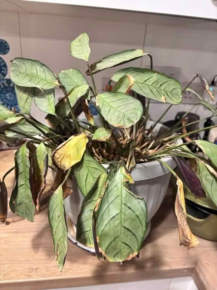 Photo of free Plant (Lockleaze BS7) #1