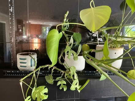 Photo of free Indoor Plants/ planters (Los Altos, CA) #2