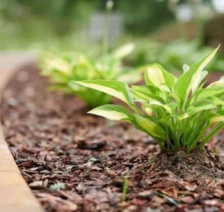 Photo of organic mulch (King's Hedges Ward CB4) #1