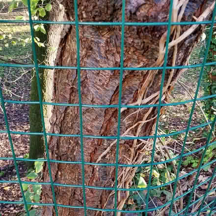 Photo of Fencing - PVC coated Wire Mesh (Henleaze Ward BS9) #1