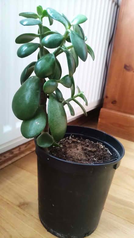 Photo of free Healthy Jade indoor plant (Chislehurst BR7) #1