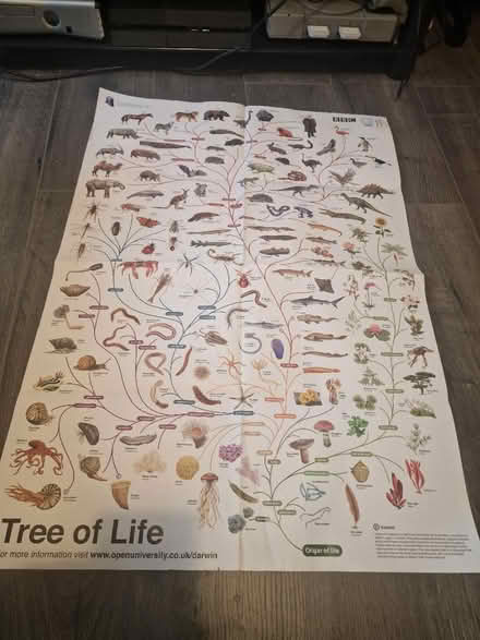 Photo of free BBC Tree of life poster (Whitchurch) #1