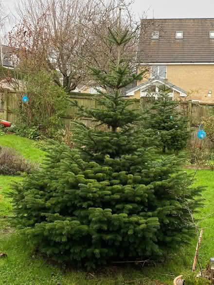 Photo of free Christmas Tree for charity or community use (Greaves LA1) #2