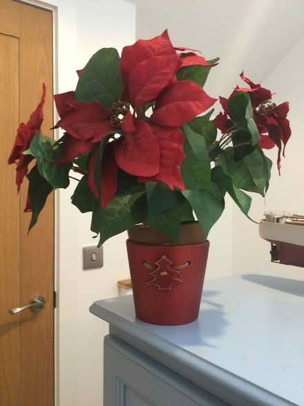 Photo of free Fake poinsettia and pot (CH48) #1