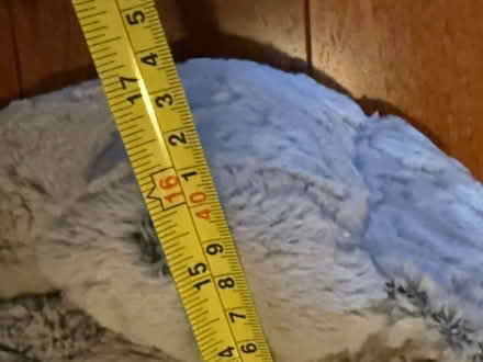 Photo of free RSPCA Cat Bed (Earlswood RH1) #3