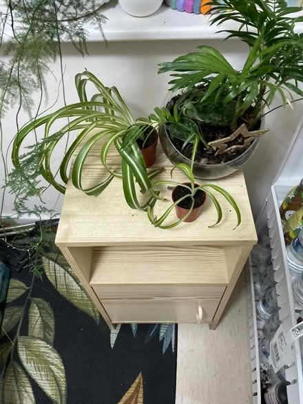 Photo of free House plants (Chilwell NG9) #1