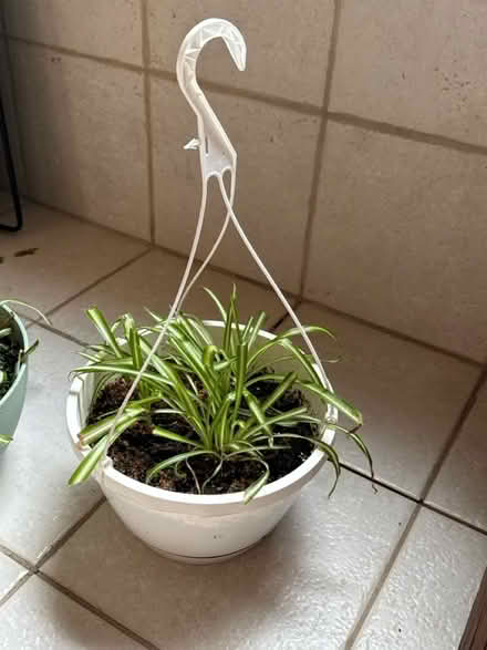 Photo of free Variegated spider plant (Severna Park) #1