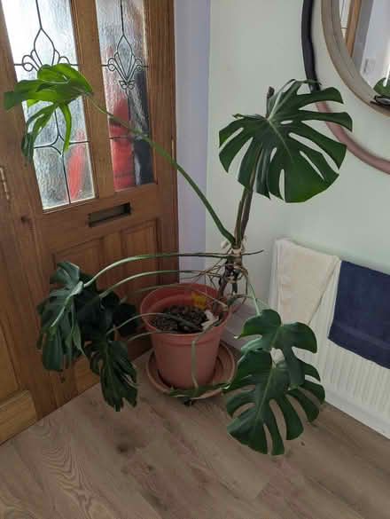 Photo of free Monstera house plant (Church of the Cross SE2) #1