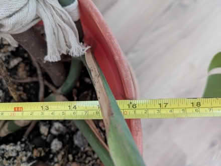 Photo of free Monstera house plant (Church of the Cross SE2) #2