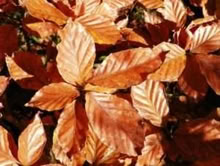 Photo of Leaves for mulching soil (Little Downham CB6) #1