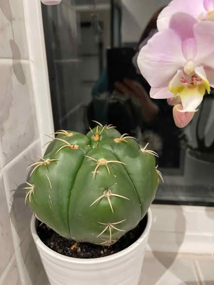 Photo of free Cactus (Burgess Hill RH15) #2