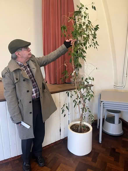 Photo of free Large plant (Langley SL3) #1