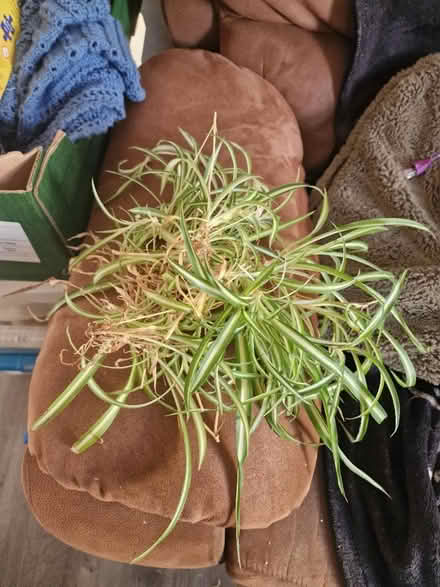 Photo of free Spider plants (Whitchurch) #1