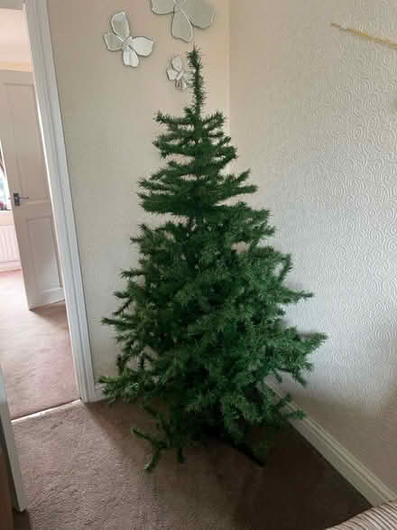 Photo of free Tree (Slyne) #2