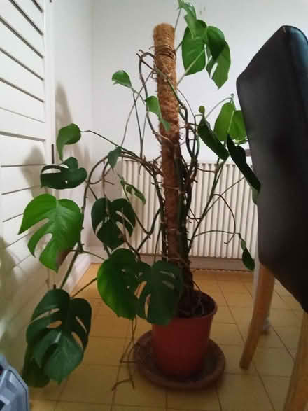 Photo of free Cheese Plant (Catherine-de-Barnes B91) #1