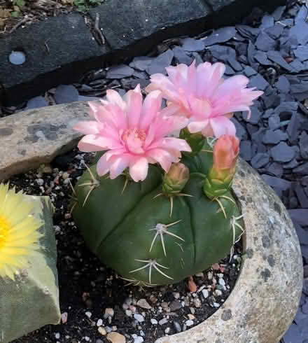 Photo of free Cactus (Burgess Hill RH15) #1