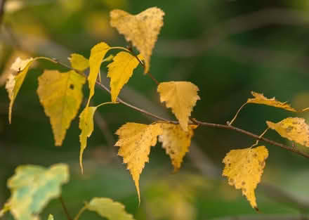 Photo of Leaves for mulching soil (Little Downham CB6) #2