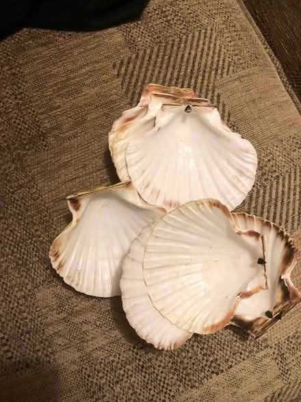 Photo of free 8 genuine scallop shells HG2 (Harrogate HG2) #1