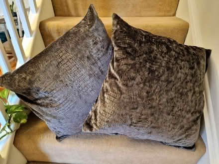 Photo of free Real Feather Grey Plush Cushions (Spondon DE21) #1