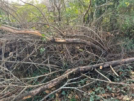 Photo of free wood kindling in nn3 area (NOrthampton) #1