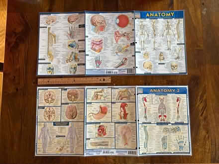 Photo of free Anatomy Study Cards (Groton, Hoyts Wharf Road) #2