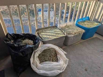 Photo of free Timothy Hay for house bunnies (Greenwood Village) #1