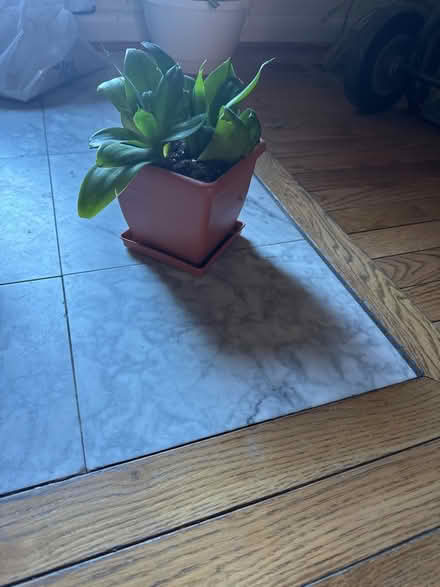 Photo of free Plant (Severna Park) #1