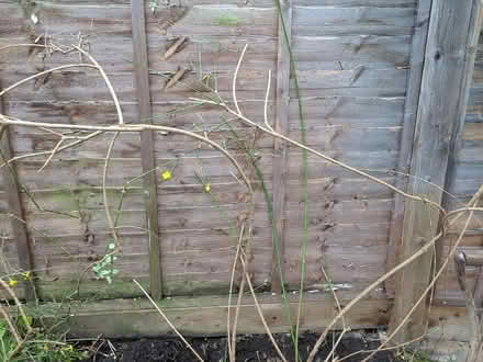 Photo of free Winter jasmine (Twickenham TW2) #2