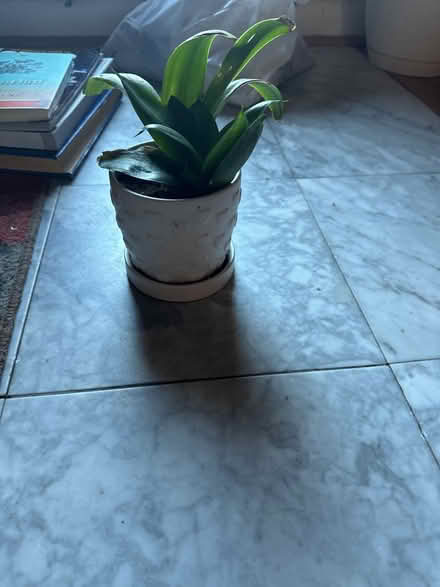 Photo of free Plant in white heart pot (Severna Park) #1