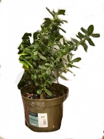 Photo of free Money plant. (Tuckingmill SP3) #1