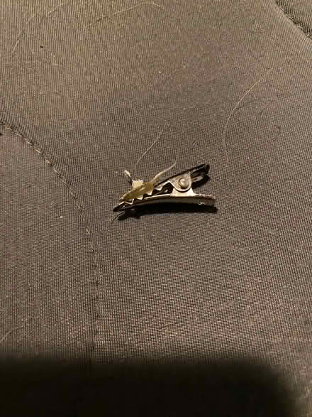 Photo of free small craft clips (midtwn) #1