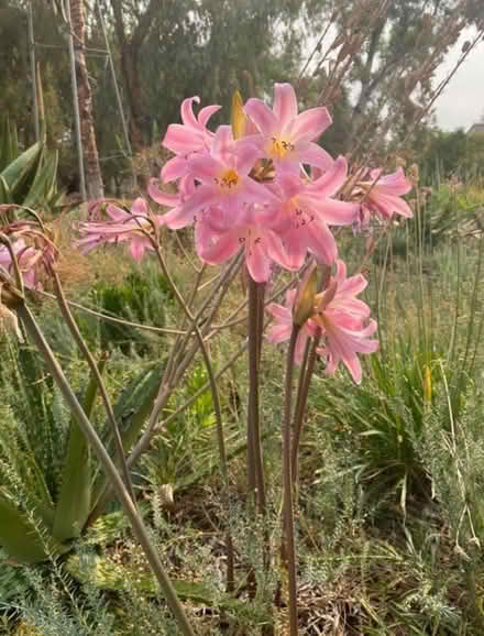 Photo of free Naked Lady bulbs (Berkeley) #2