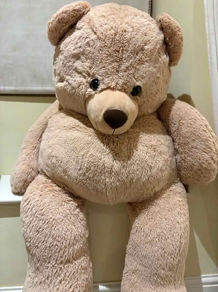Photo of free Large Teddy Bear (Beverstone GL8) #1