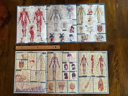 Photo of free Anatomy Study Cards (Groton, Hoyts Wharf Road) #1