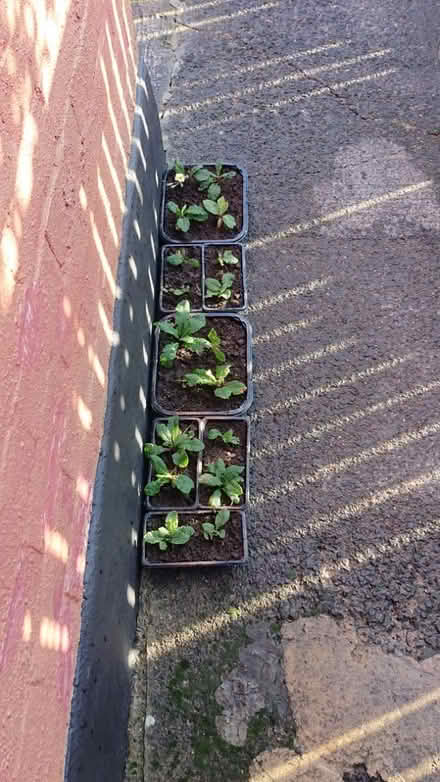 Photo of free 18 Primula Plants (Gilesgate DH1) #1