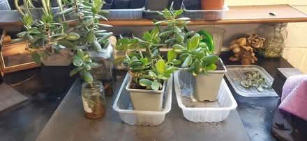 Photo of free Money Tree Plants (St Anne's on the Sea FY8) #1
