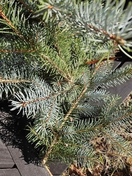 Photo of free Xmas tree clippings, for decorating (Slyne-with-Hest LA2) #2