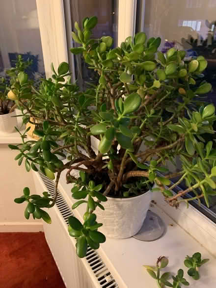 Photo of free Large money plant (B42 Great Barr) #1