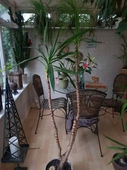 Photo of free Tall yukka plant (Orpington BR5) #1