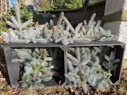 Photo of free Xmas tree clippings, for decorating (Slyne-with-Hest LA2) #1