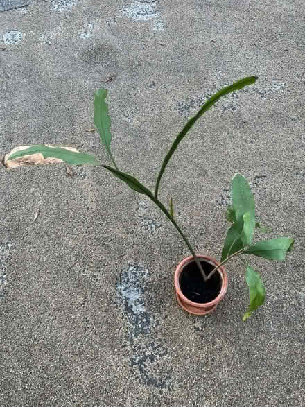 Photo of free Queen of the Night (Highbury N1) #2