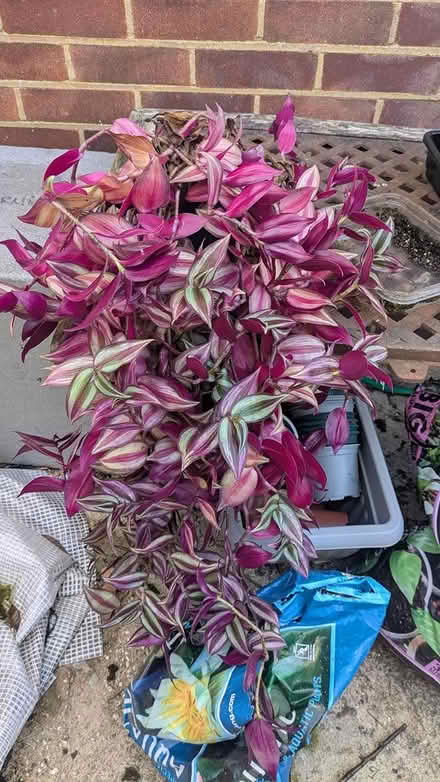 Photo of free Wandering inch plant (Castlepoint BH8) #1