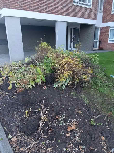 Photo of free Many Beautiful Healthy Plants (N3) #2