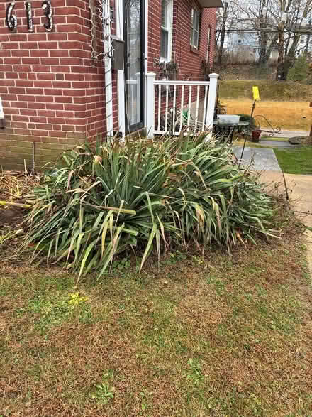 Photo of free Yucca plants (Media Pa) #1